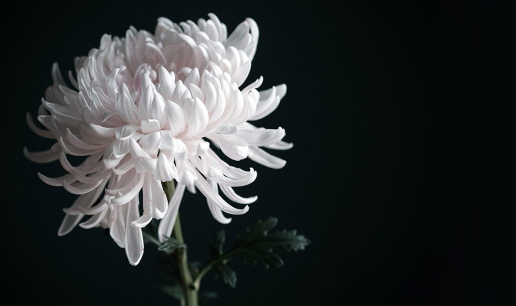 A blooming, white chrysanthemum solemnly set against a black background.